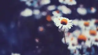 no spirit - leaves covered by snow