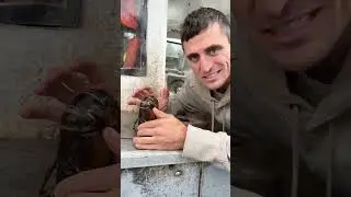 Did you know you can put a lobster to sleep?
