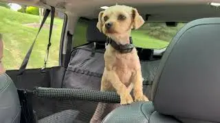 Back Seat Extender: Maximize Comfort for Your Dog on the Go