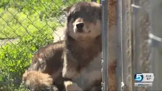 Wolves and the dying wish of a Utah County man with cancer