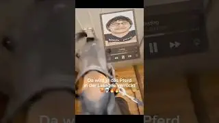 Bestes Lied #viral