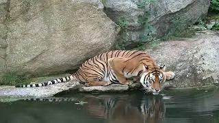 Tiger Song for Kids | Realistic Animal Music Video | Roar Roar Stomp Song | Magic Nursery Songs