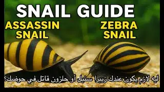 ليه لازم يكون عندك زيبرا سنيل أو حلزون قاتل في حوضك؟ 🐌✨
