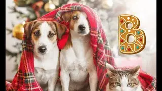 A to Z of Winter Fun! ❄️ | Cozy Alphabet Song for Kids 🎤 Celebrate Winter Magic! 🌨️