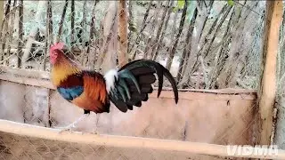 Saib​ qaib​ qus​ qua​ zoo​ khav​ heev​ lawm