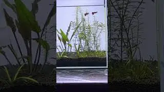 Planted Aquarium Cleaning Malayalam
