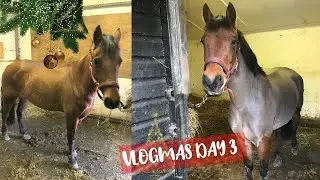 CLIPPING HORSES TUTORIAL | VLOGMAS DAY 3