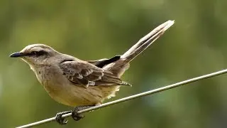 CHALK-BROWED MOCKINGBIRD (MIMUS SATURNINUS), SABI&Aacute;-DO-CAMPO, Wild life.