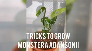 5 THINGS TO GROW HEALTHY MONSTERA ADONSONII