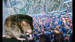 RATS LEAVING RUSSIAN SHIP