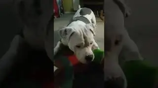 BOSS DESTROYING ANOTHER DOG CHEW TOY 🐾💙 #shorts