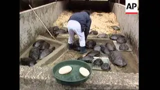 Conservationists battle to save smuggled turtles