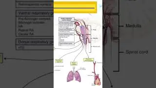 Which Part of the Brain Controls the Diaphragm During Breathing? Learn About the Respiratory System