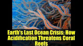 Earth's Last Ocean Crisis: How Acidification Threatens Coral Reefs
