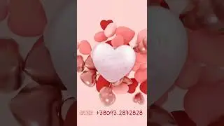 тюльпан 🌷 від 21 до 60₴, і є більше 70 сортів на вибір, якість найкраща в Україні ☎️0932872828