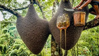 survival skills climbing massive trees to harvest wild honey from forest bees
