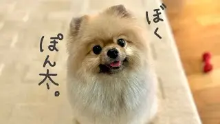 【自己紹介】家と外で性格が違いすぎる、たぬき顔ポメラニアン