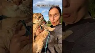 Cozy Cats in Slow Time