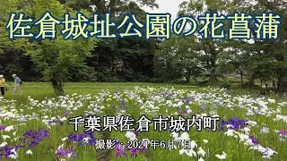 佐倉城址公園の花菖蒲 [4K]  Japanese Iris in Sakura Castle Park