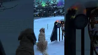 В саду растет дерево, которому столько же лет, сколько и мне.
