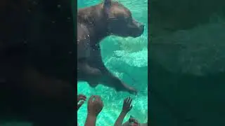 Swimming Bear | #brookfieldzoo#bears