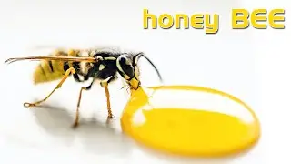Honey bee video II best labor force in the world II National Geographic