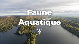 Réserve faunique Duchénier - Richesse faunique