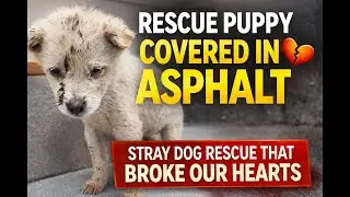 Rescue Puppy Covered in Asphalt  A Stray Dog Rescue That Broke Our Hearts