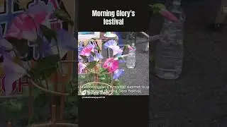 Morning glory's festival #short #youtubeshorts #youtube #flowerfestival #flowers #tokyo #japan