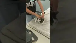Cat got microchipped! #catvlog #shelter#humanesociety #procedure #microchip #installation