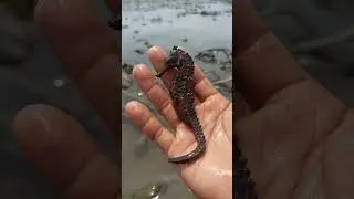 Niat Cari Teripang Malah ketemu kuda laut #shorts #kudalaut #teripanglaut