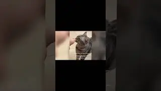 Cat funny videos 🐈&zwj;⬛🥰kids #kidschannel #funny #animatedshow #cartoon #kidscontent #baby #animation