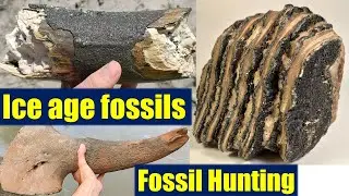 Best ICE AGE FOSSILS in 2020 review mammoth, bison, rhino, deer,.. FOSSIL HUNTING