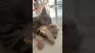 Kittens cuddling each other is so cute