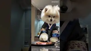 #dog #cookingdog #dogs #cooking #steak
