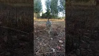 A cat walking in the jungle