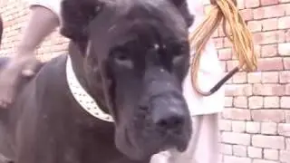 INTRODUCING THE ASEEL BULLY KUTTA