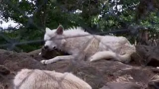 parc animalier d'Auvergne