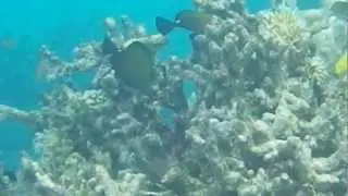 La passe en S &agrave; Mayotte - 25 novembre 2012