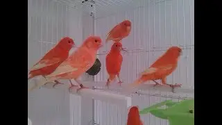 LA EVOLUCION DEL ROJO ALA BLANCA DEL 2017