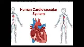 Diseases of Blood & Circulatory System!!High Blood Pressure!!Symptoms, Causes & Ayurvedic Treatment 