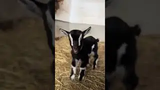 Mee Mee Mee! The Adorable Sounds of Little Goats 🐐🎶#goat #goatsfaming