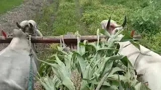 Bullock cart / carrying load new one