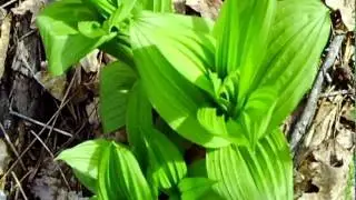 American hellebore