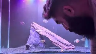 Brutal Piranha Attack on Live Fish | Shocking Underwater Footage
