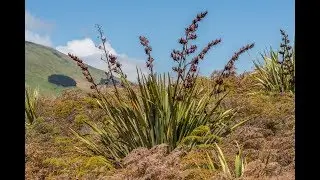 Rudiger Roll Harakeke (Phormium tenax) - Primitive Fire  - Fire Roll Friction Fire New Zealand Flax