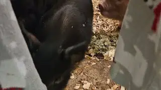 Nighttime routine at the farm