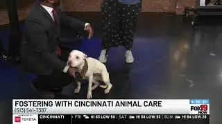 Fostering with Cincinnati Animal CARE
