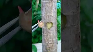 Hope for the best🤞🌱 || Cutting propagation || Rubber plant propagation #reels #gardening