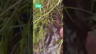 Fishing in forbidden waters (#DangerousFishing #HiddenCatch) #asfishingvlogs #sustainablefishing
